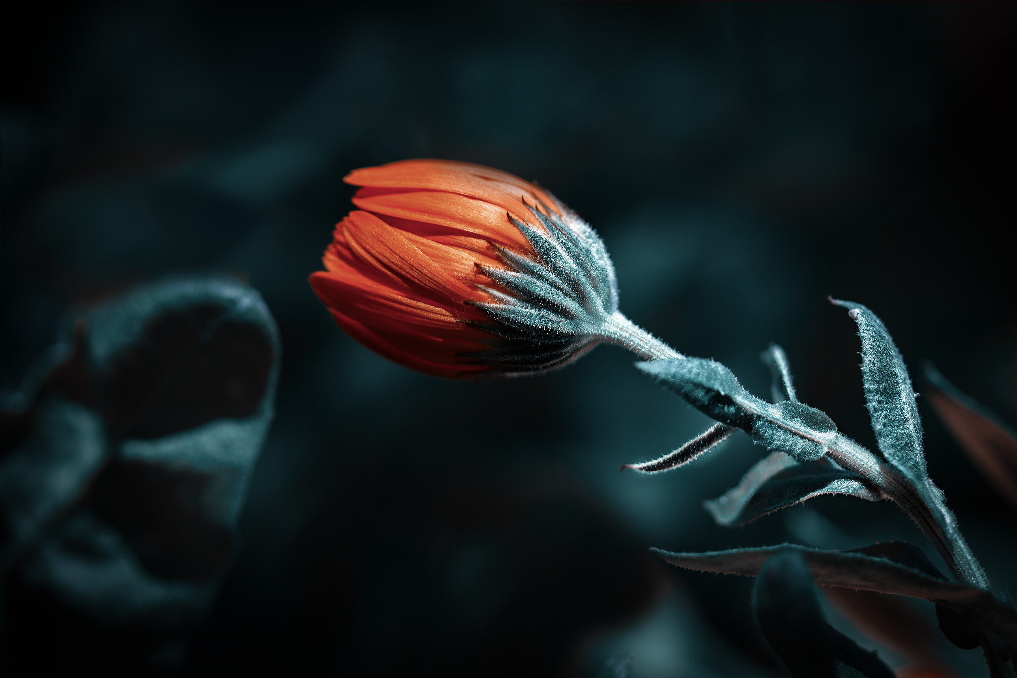 Canon EF 100mm F2.8 Macro USM sample photo. Flower photography