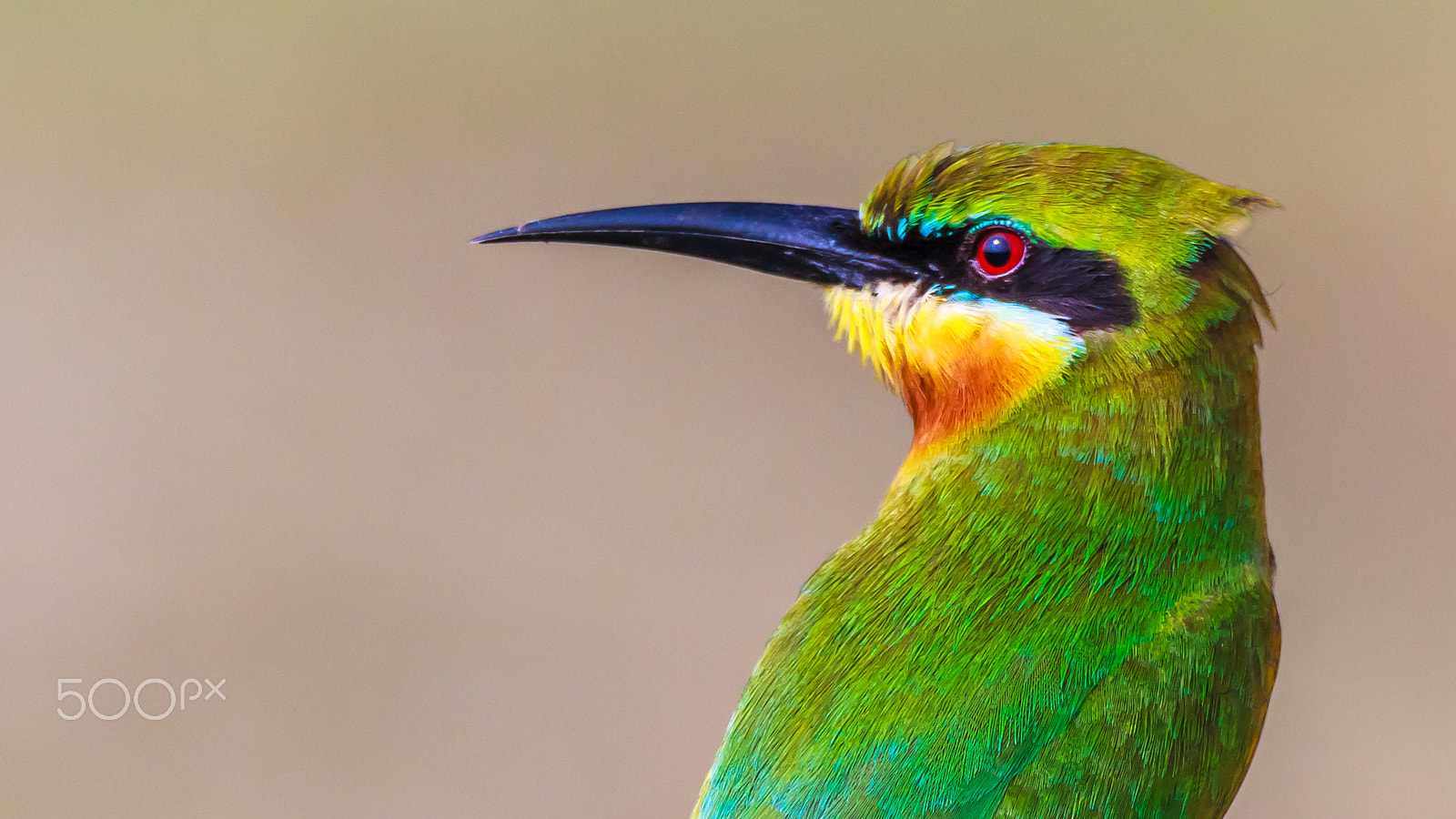 Sigma 150-600mm F5-6.3 DG OS HSM | C sample photo. "portrait" photography