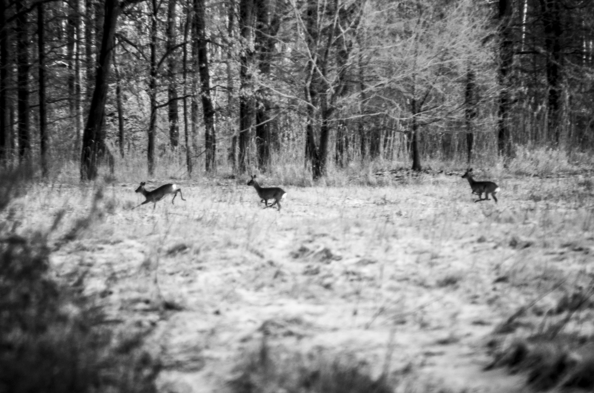 Nikon D7000 + Tamron 16-300mm F3.5-6.3 Di II VC PZD Macro sample photo. Roe-deer photography