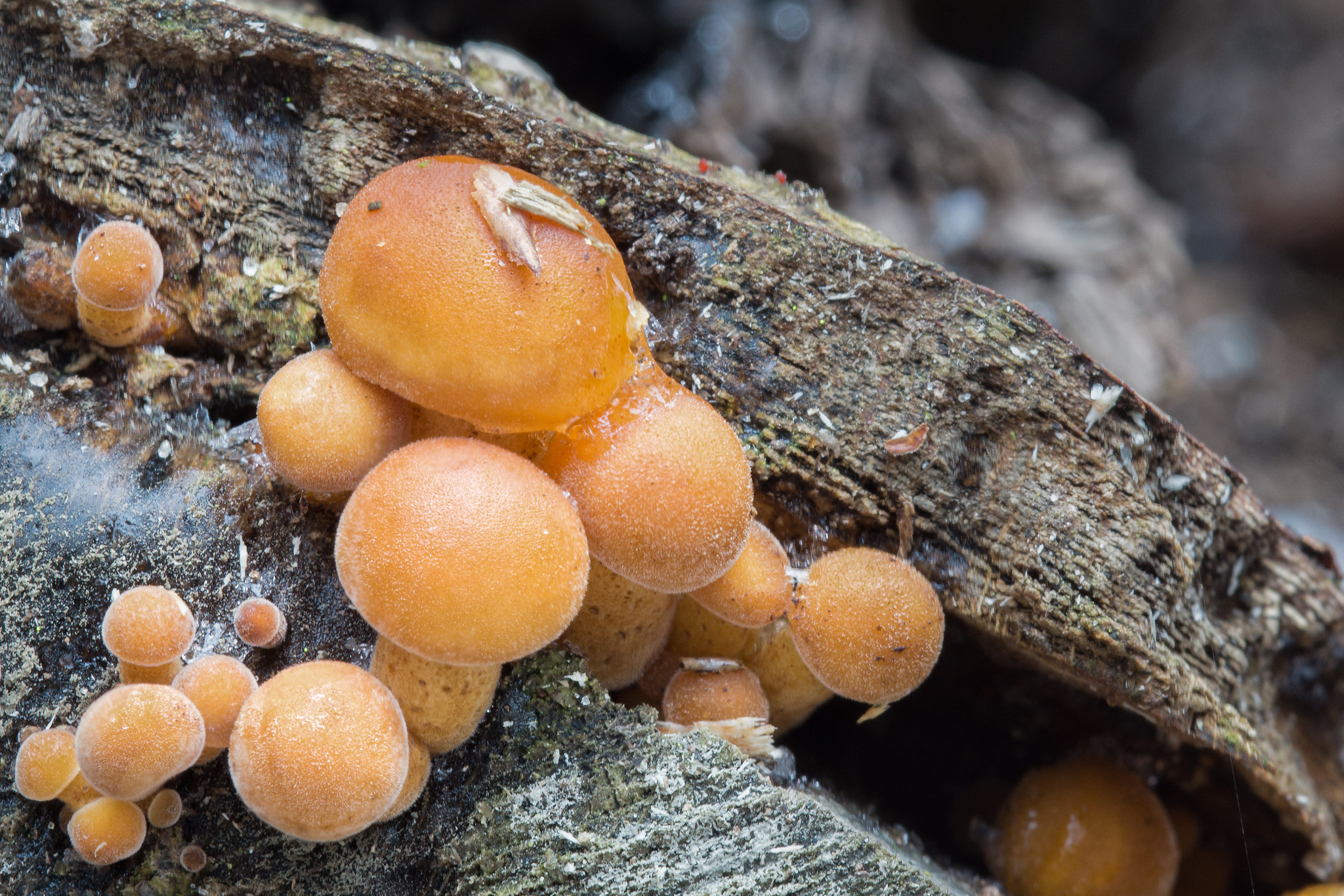 Sony SLT-A65 (SLT-A65V) + 105mm F2.8 sample photo. Mushroom macro photography