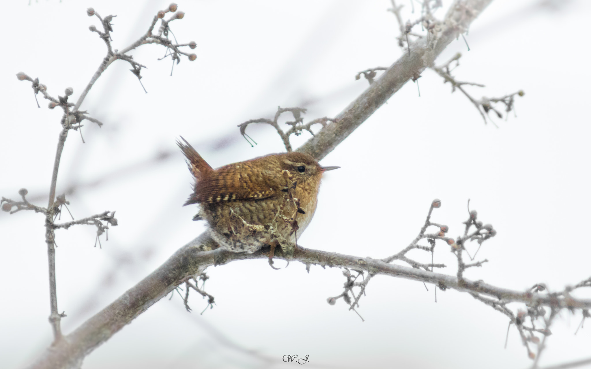 Sony 75-300mm F4.5-5.6 sample photo. Zaunkönig photography