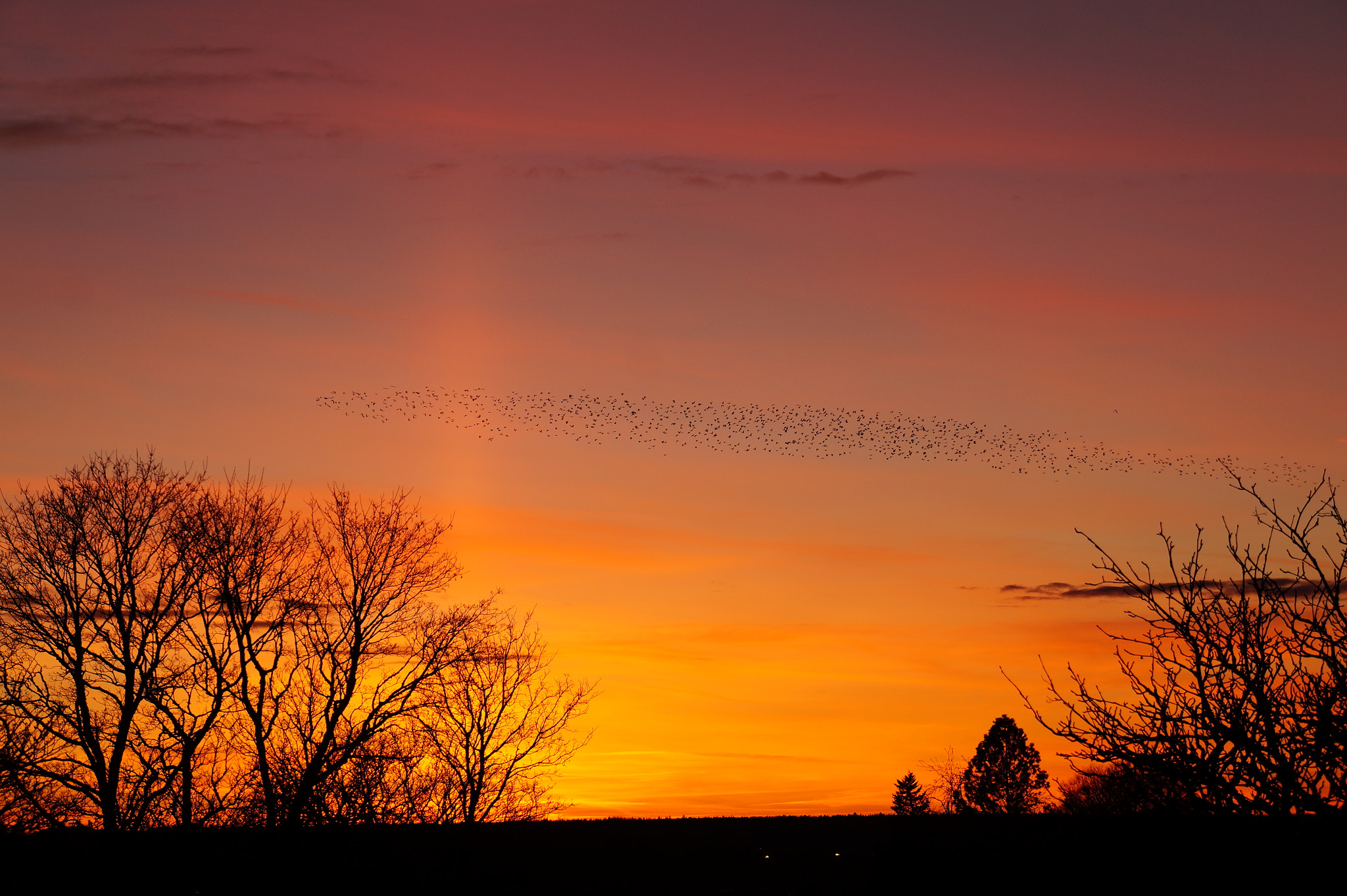 Sony Alpha a3000 sample photo. Birds photography