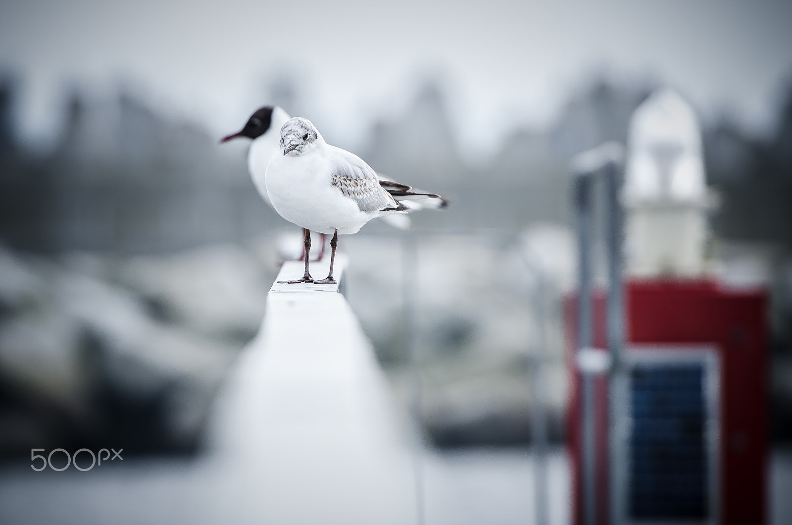 Nikon AF-S Nikkor 70-200mm F2.8G ED VR II sample photo. Seagull photography