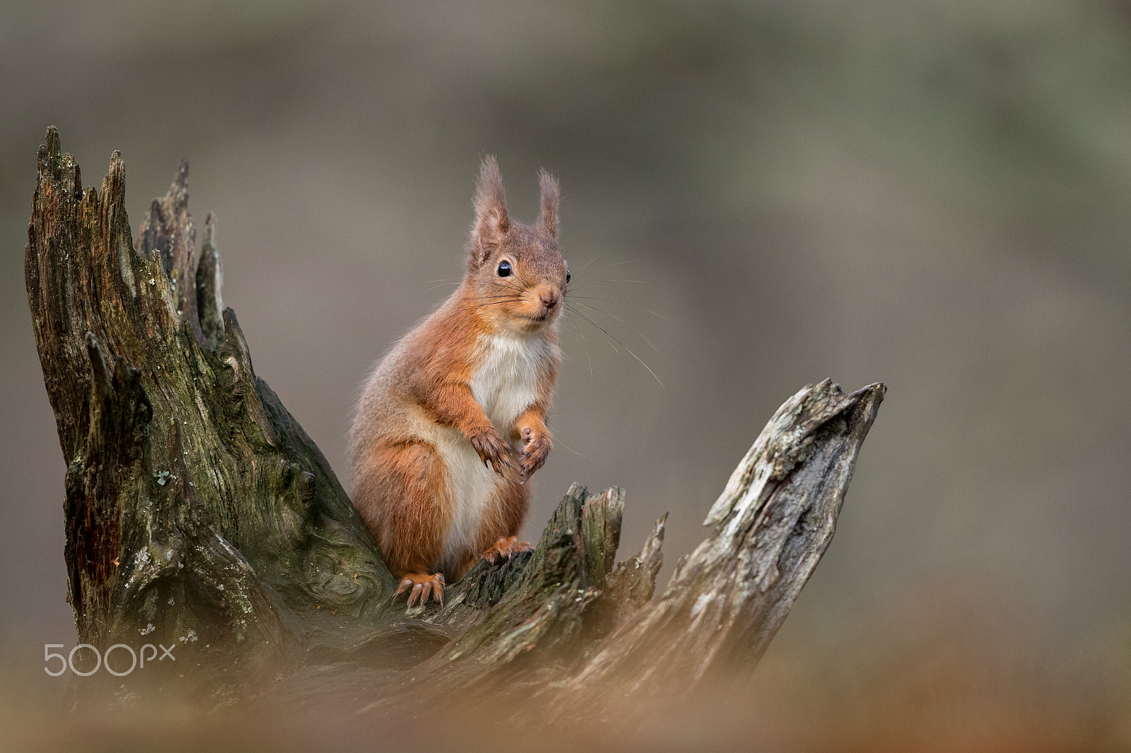 Canon EF 500mm F4L IS II USM sample photo. Red squirrel photography