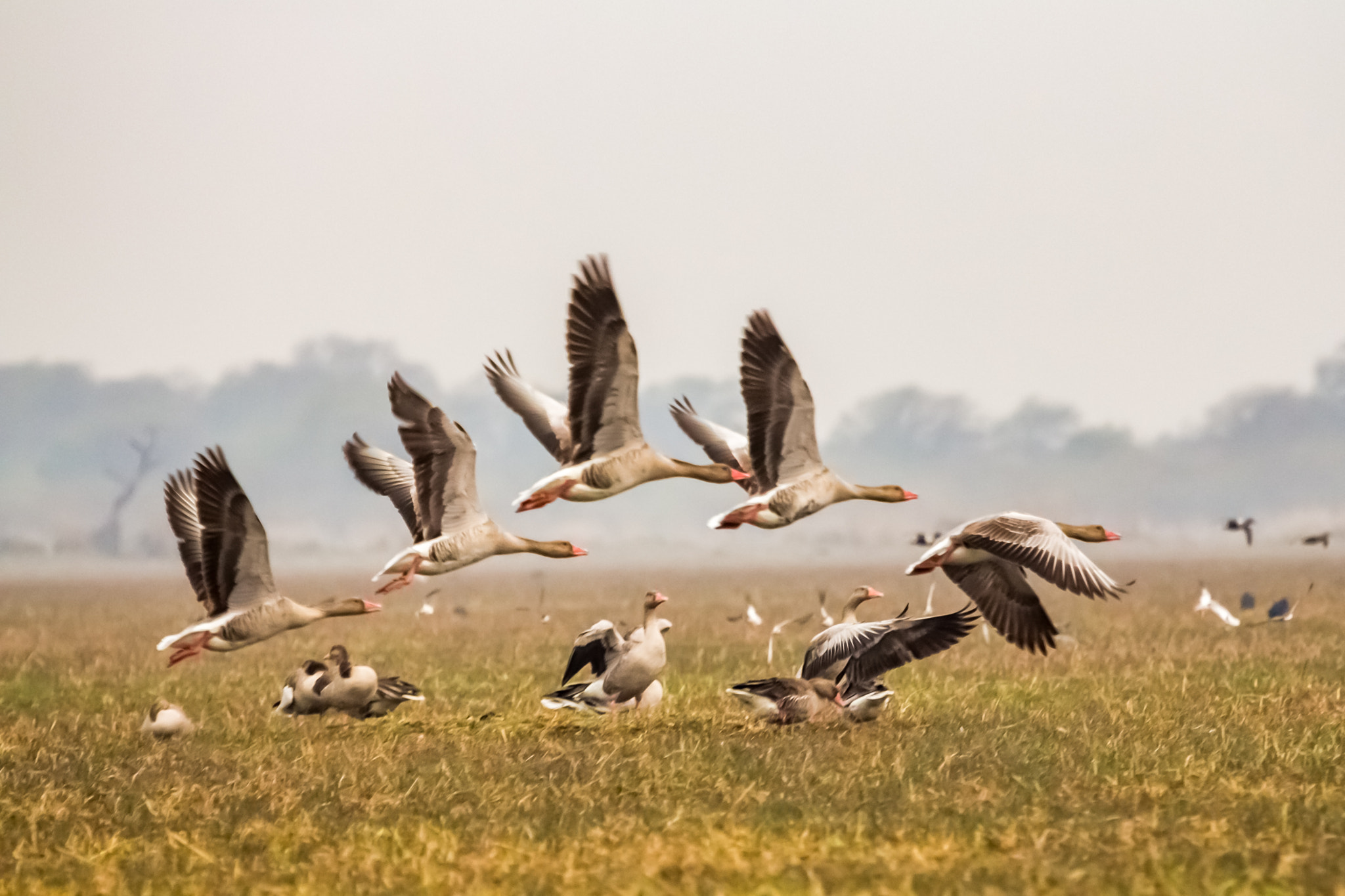 Canon EF 100-400mm F4.5-5.6L IS USM sample photo. Greylag goose photography