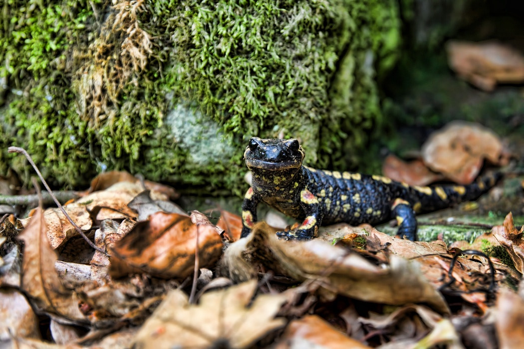 17.00 - 50.00 mm sample photo. Salamandra salamandra photography