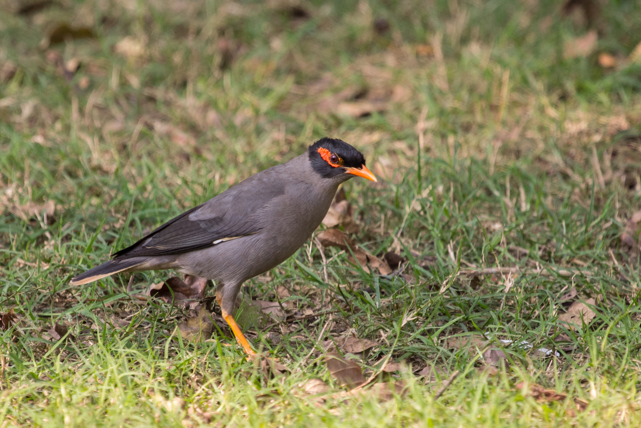 Canon EF 100-400mm F4.5-5.6L IS USM sample photo. Mynah photography