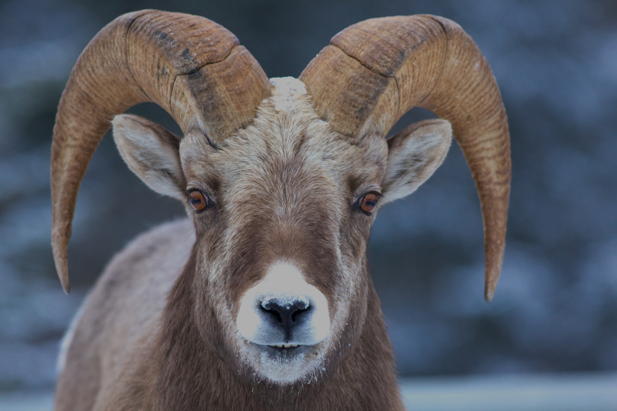 Canon EF 400mm F5.6L USM sample photo. Rocky mountain sheep photography