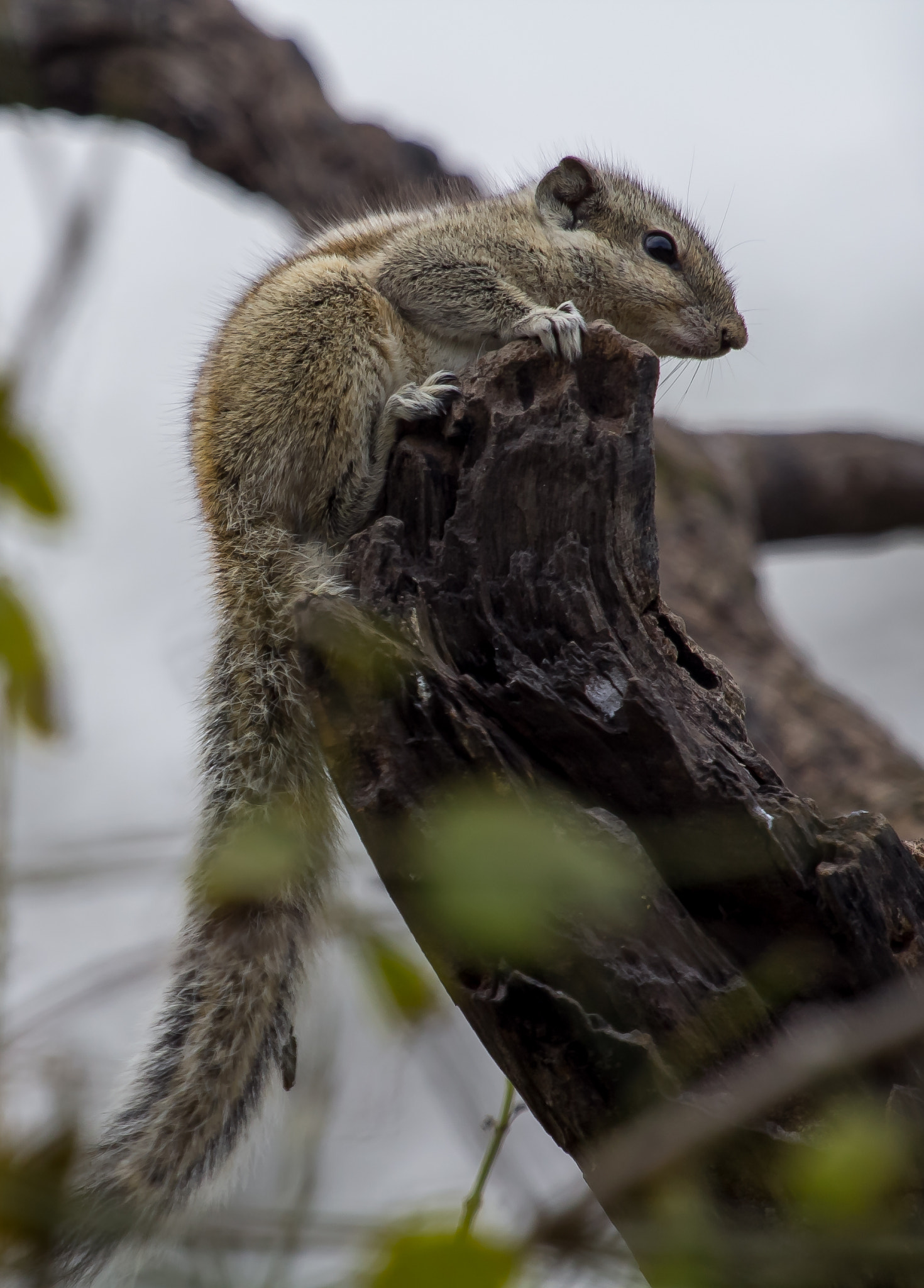 Canon EOS 60D sample photo. Squirrel photography