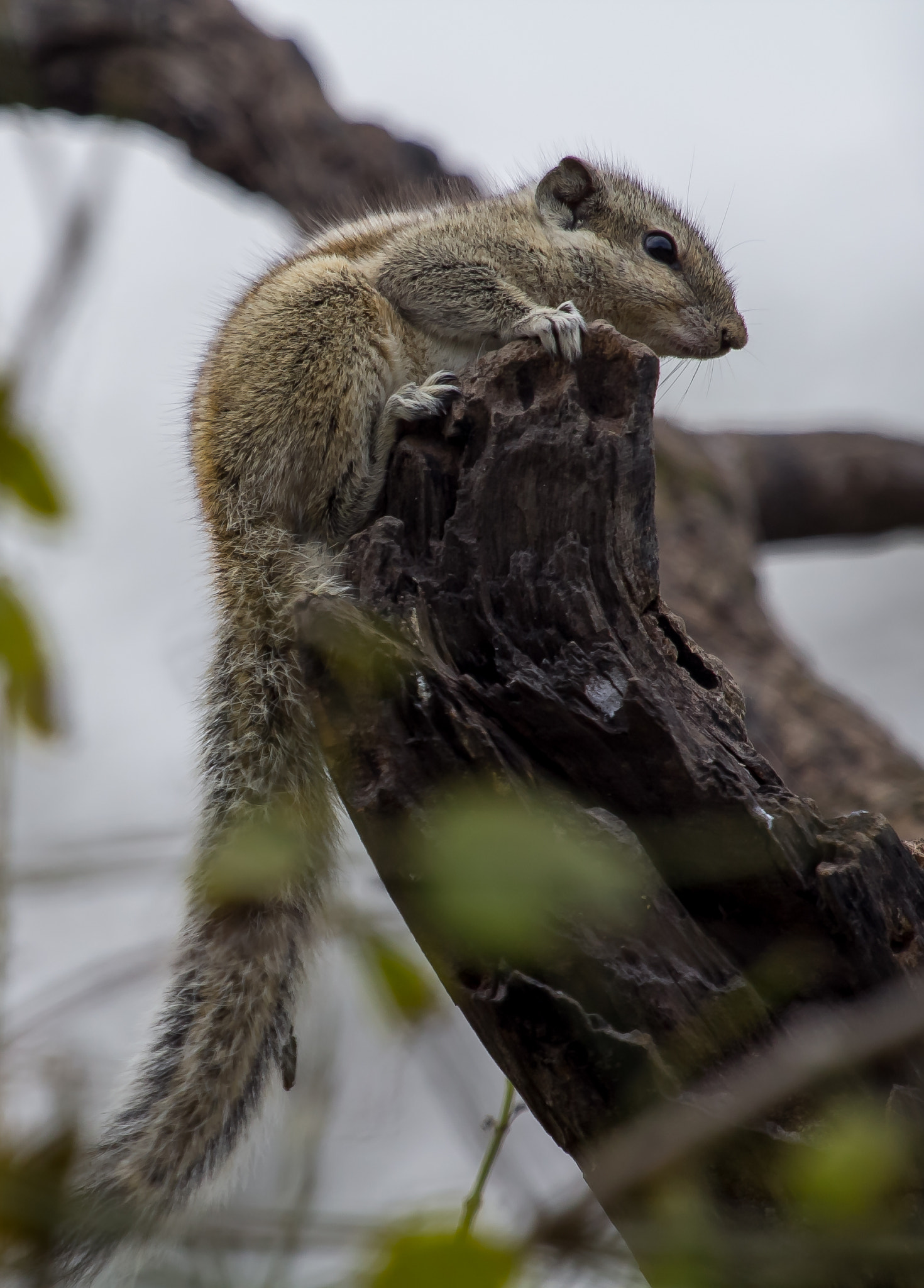 Canon EF 100-400mm F4.5-5.6L IS USM sample photo. Squirrel photography