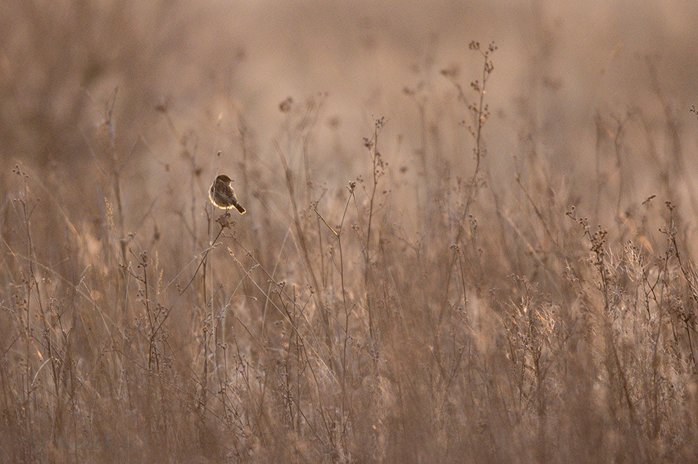 Canon EF 500mm F4L IS II USM sample photo. Birdies photography