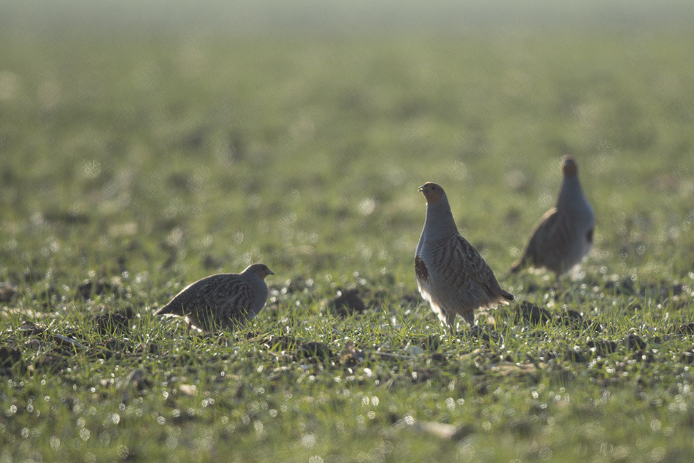 Canon EF 500mm F4L IS II USM sample photo. Birdies photography