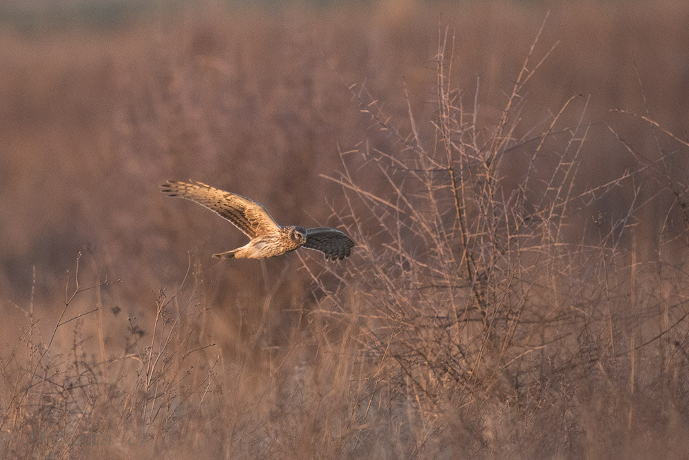 Canon EF 500mm F4L IS II USM sample photo. Birdies photography