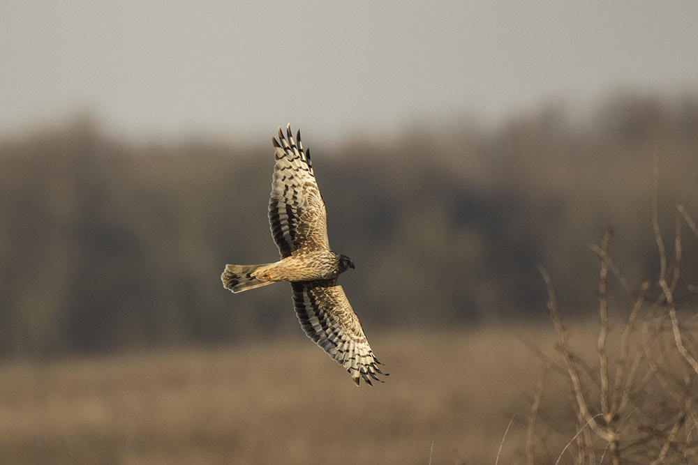 Canon EF 500mm F4L IS II USM sample photo. Birdies photography