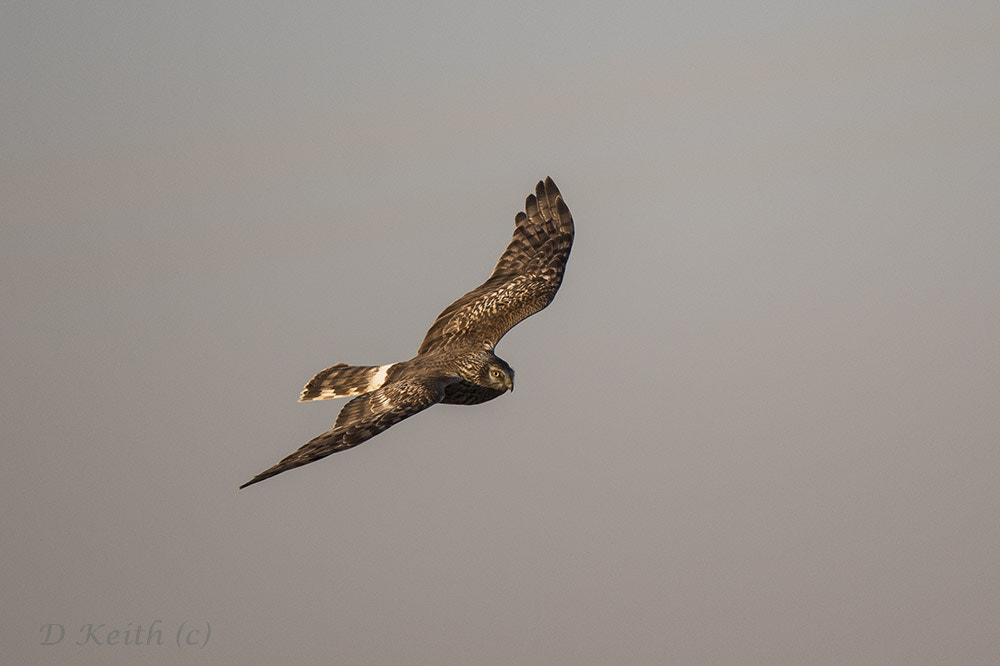Canon EF 500mm F4L IS II USM sample photo. Birdies photography