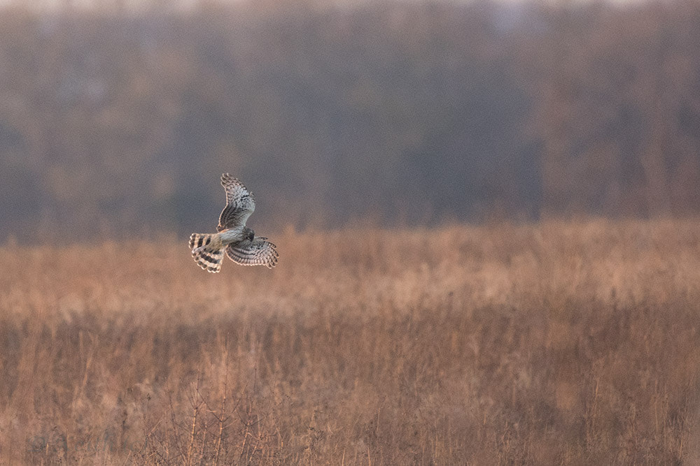 Canon EF 500mm F4L IS II USM sample photo. Birdies photography