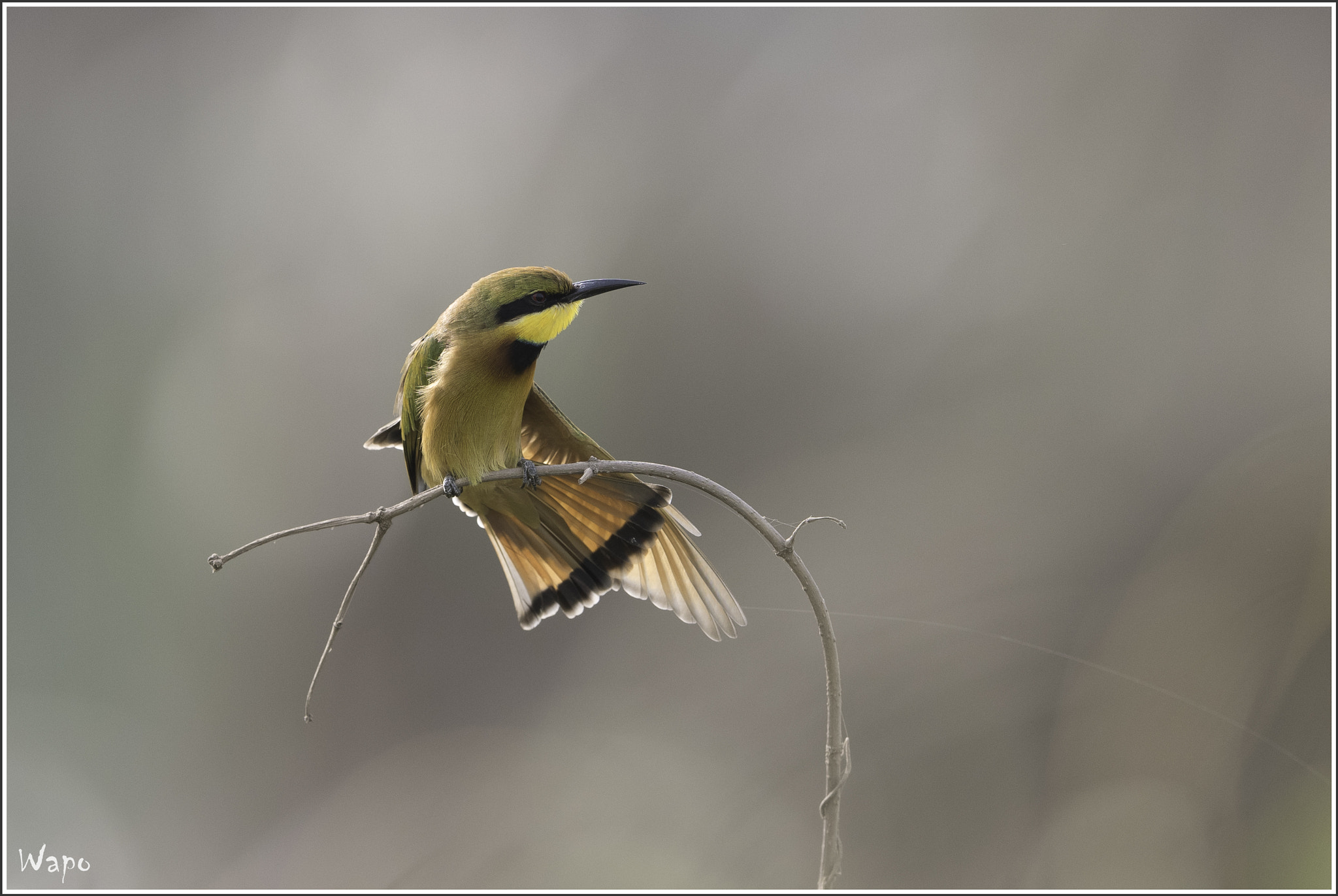 Nikon AF-S Nikkor 500mm F4E FL ED VR sample photo. Little bee-eater photography