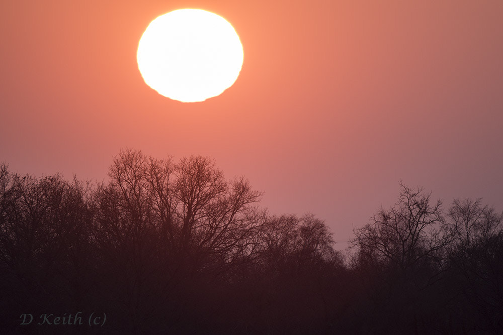Canon EF 500mm F4L IS II USM sample photo. Winter time photography