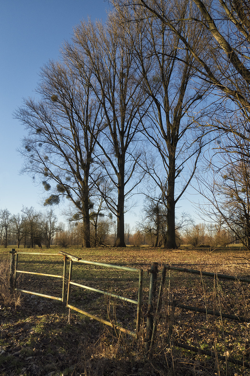 Olympus PEN-F sample photo. A cold winter day ... photography