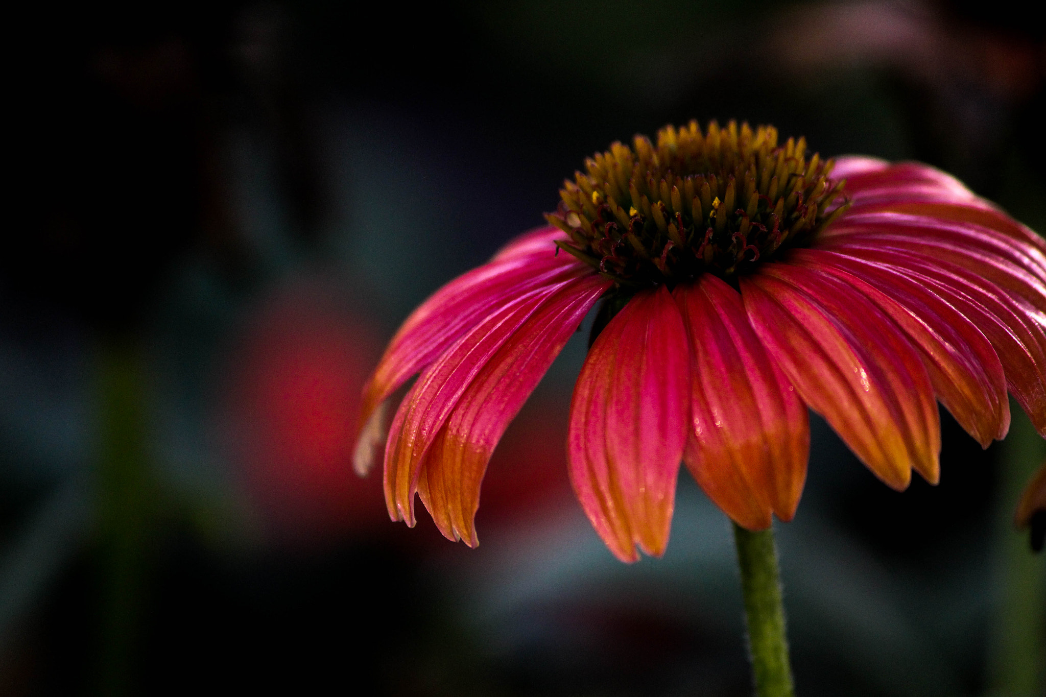 Canon EOS 650D (EOS Rebel T4i / EOS Kiss X6i) sample photo. As i see the sun set sometimes... photography