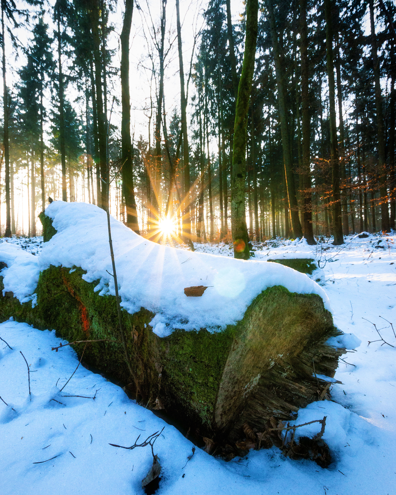 Nikon D3200 + Sigma 10-20mm F3.5 EX DC HSM sample photo. Winter sun over heven tree photography