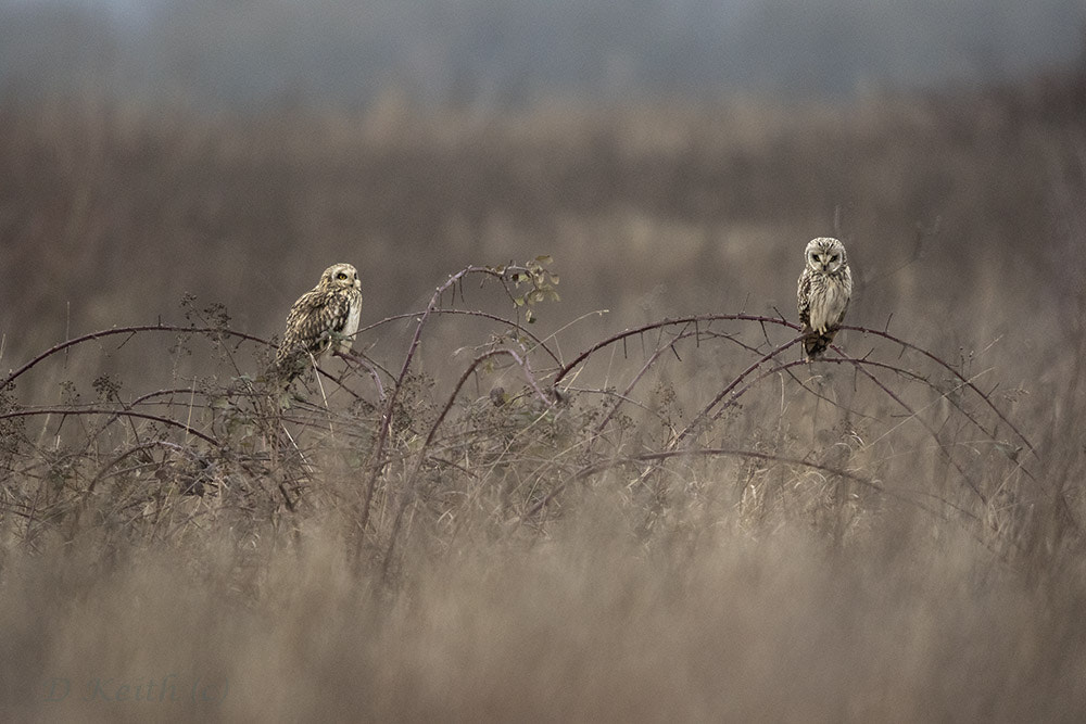 Canon EF 500mm F4L IS II USM sample photo. Short eared owl photography