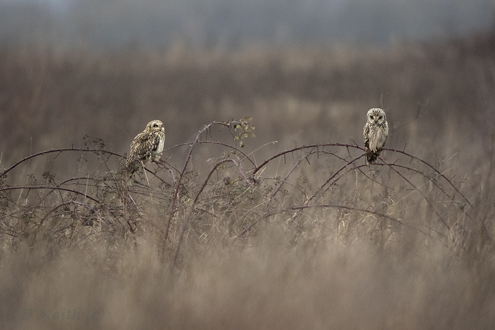 Canon EOS 7D Mark II sample photo. Short eared owl photography