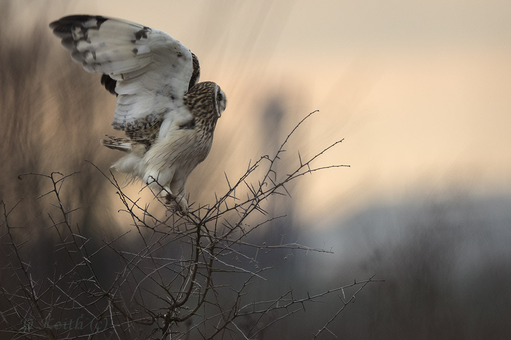 Canon EF 500mm F4L IS II USM sample photo. Short eared owl photography
