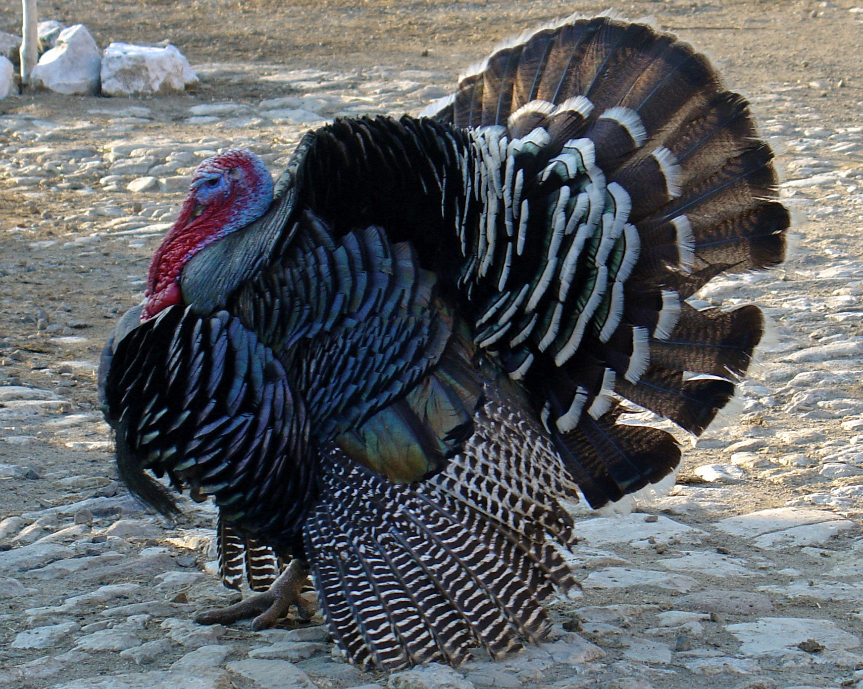Sony DSC-V1 sample photo. Hindi turkey photography