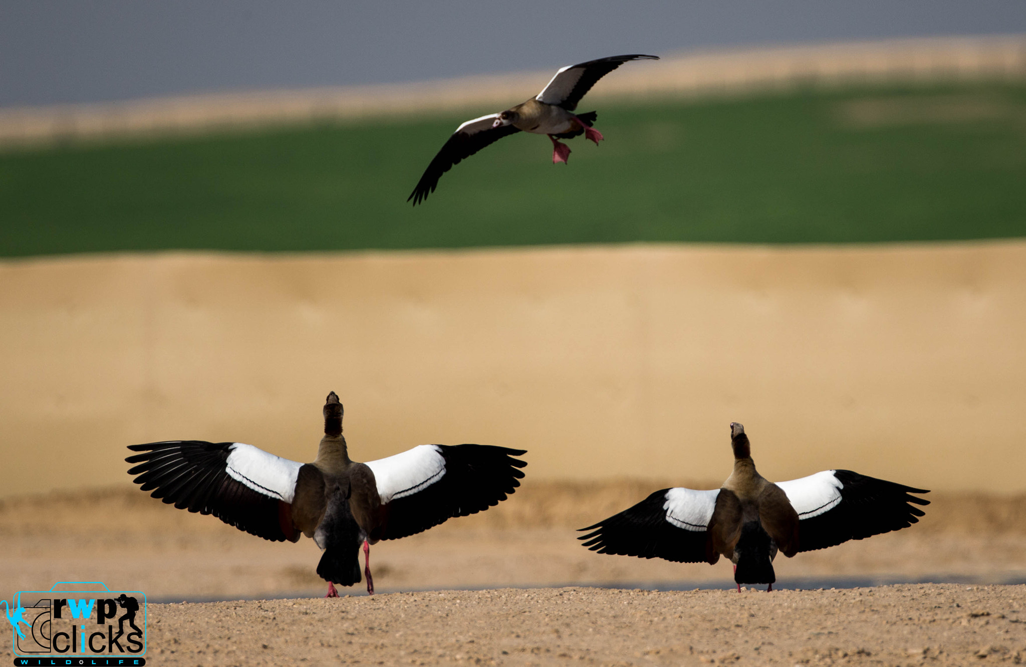 Canon EOS-1D X sample photo. Egyptian geese.. dubai photography