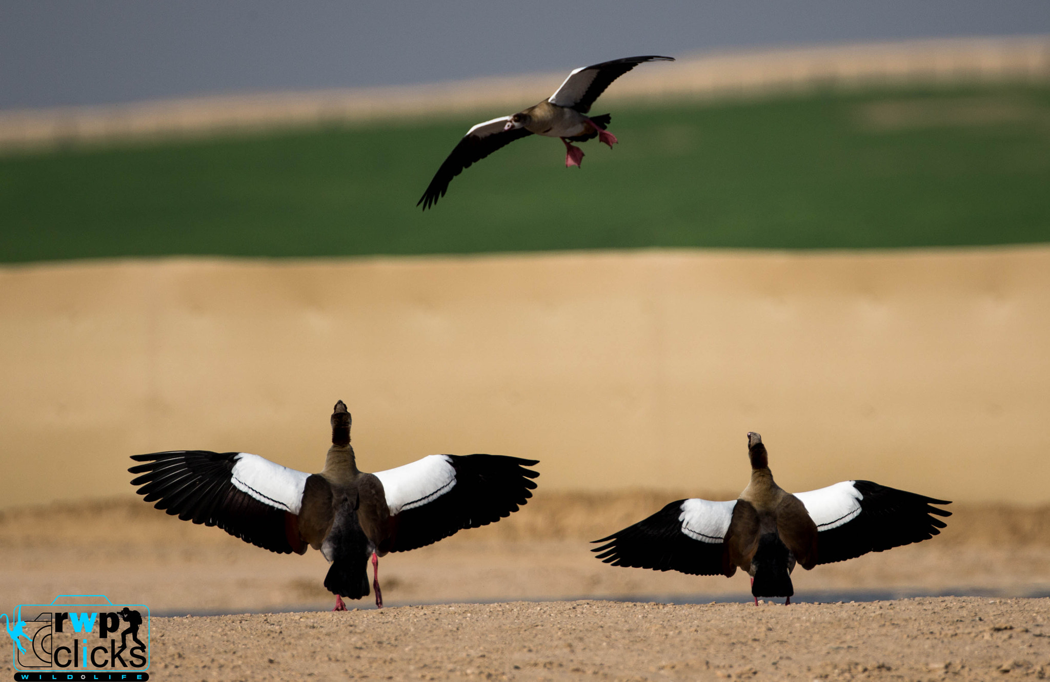 Canon EF 500mm F4L IS USM sample photo. Egyptian geese.. dubai photography