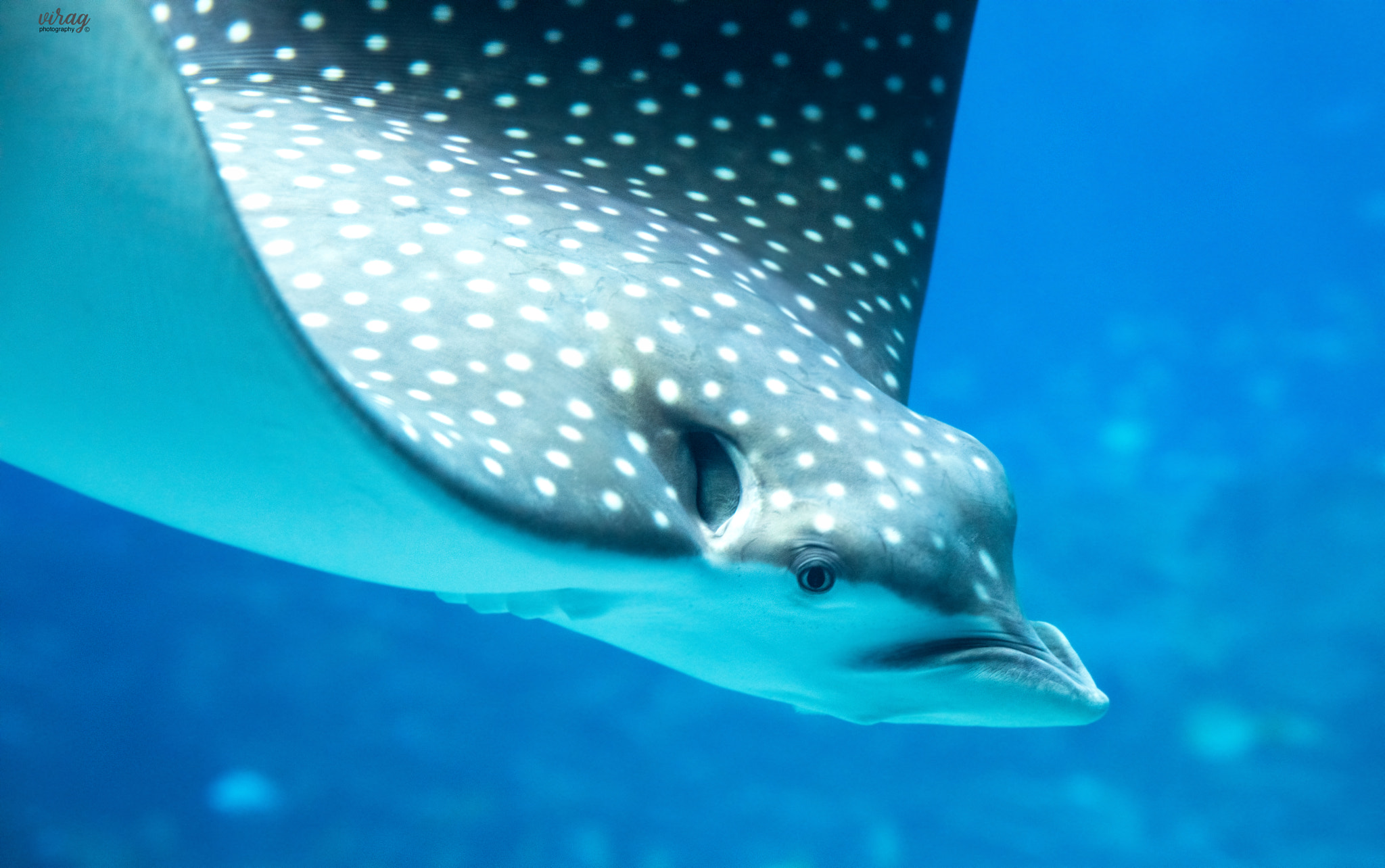 Sigma 24-70mm F2.8 EX DG Macro sample photo. Stingray photography
