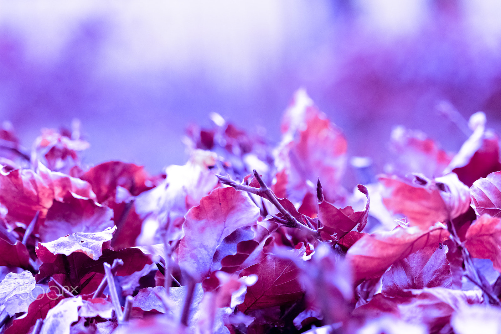 Canon EF-S 55-250mm F4-5.6 IS STM sample photo. Bokeh leaves photography