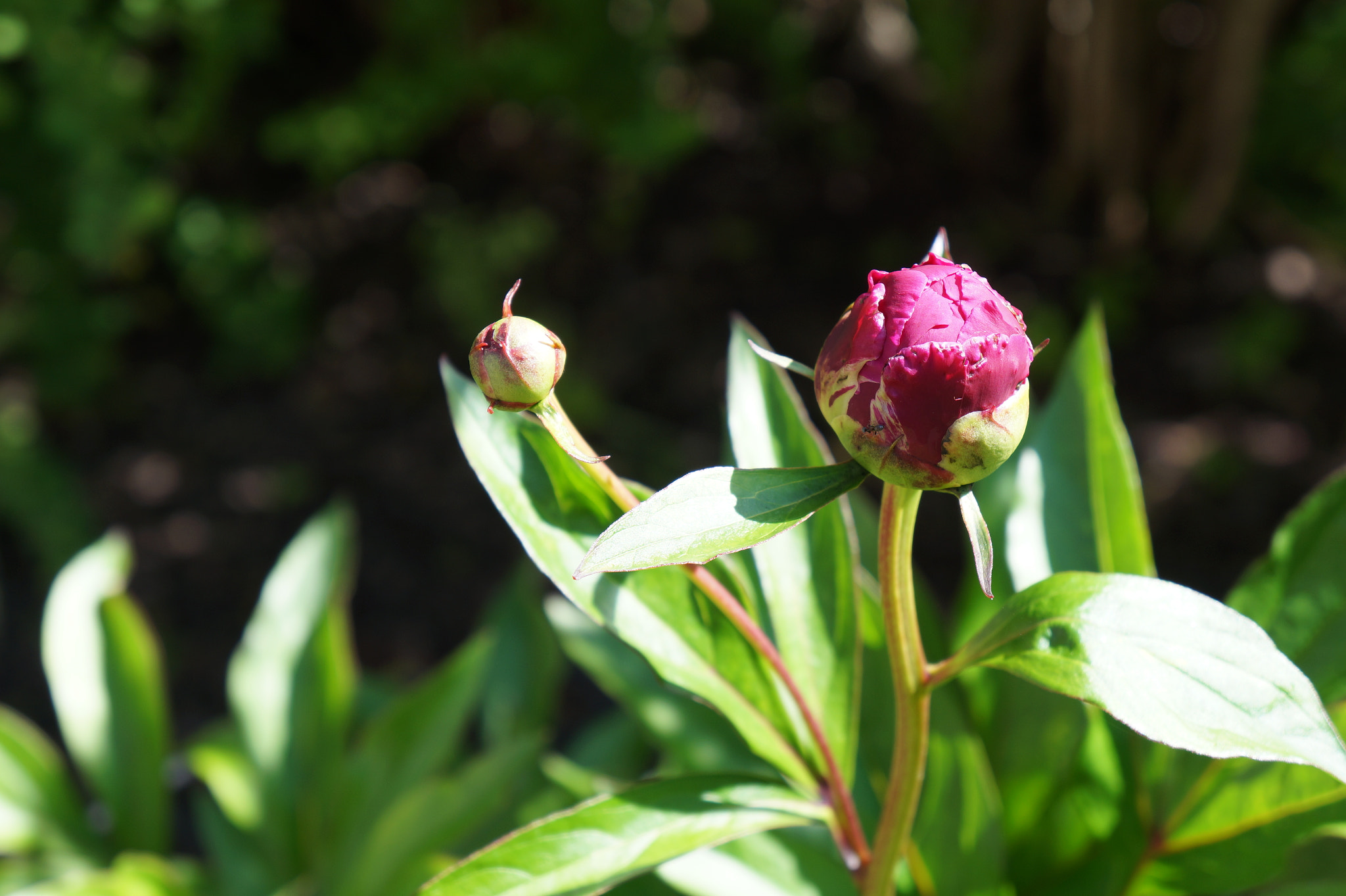 Sony E 18-55mm F3.5-5.6 OSS sample photo. Flowerbud photography