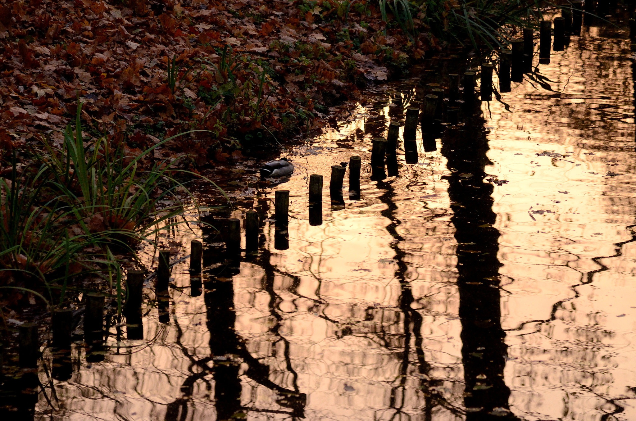 Nikon AF-S Nikkor 24-120mm F4G ED VR sample photo. Melancholia photography