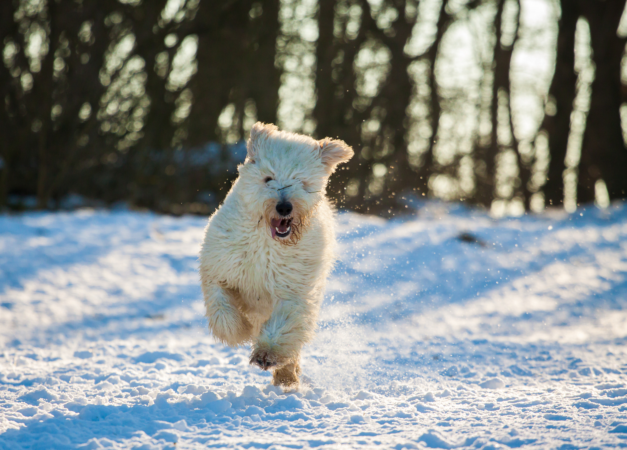 Canon EOS 50D + Canon EF 70-200mm F4L USM sample photo. Winter fun.... photography