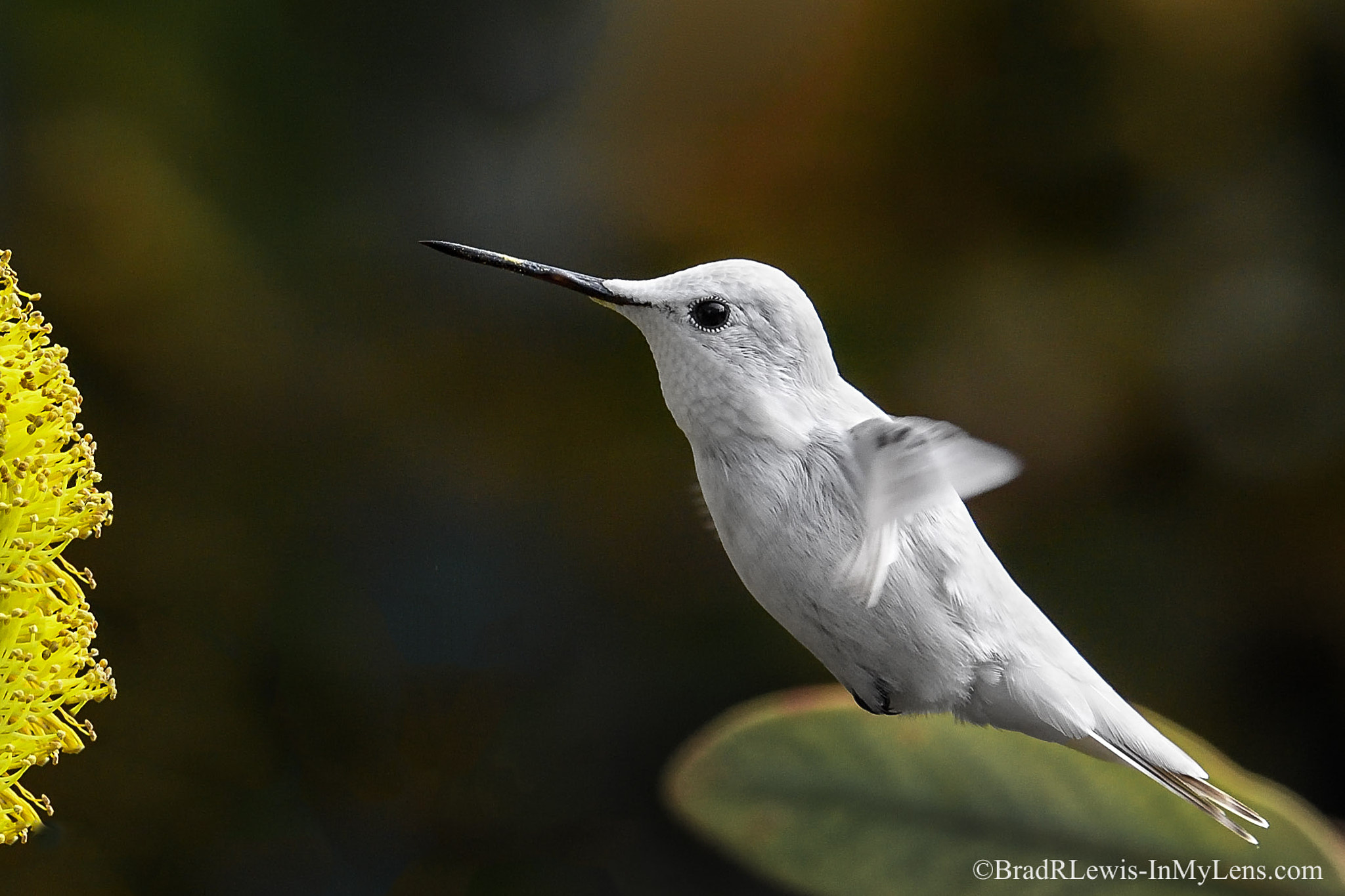 Nikon D5 sample photo. Leucistic anna's hummingbird photography