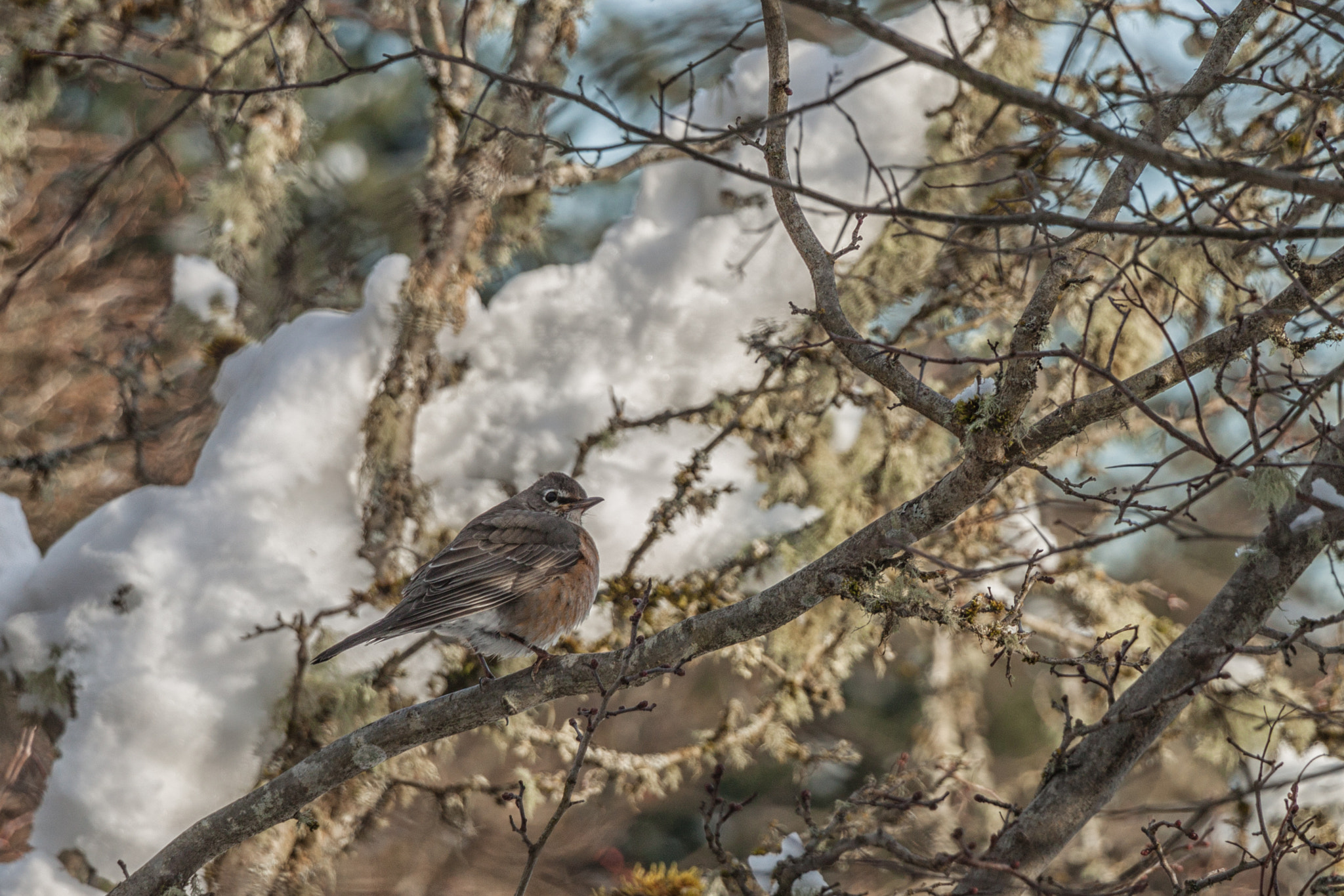 Canon EOS 500D (EOS Rebel T1i / EOS Kiss X3) sample photo. A bird in the winter photography
