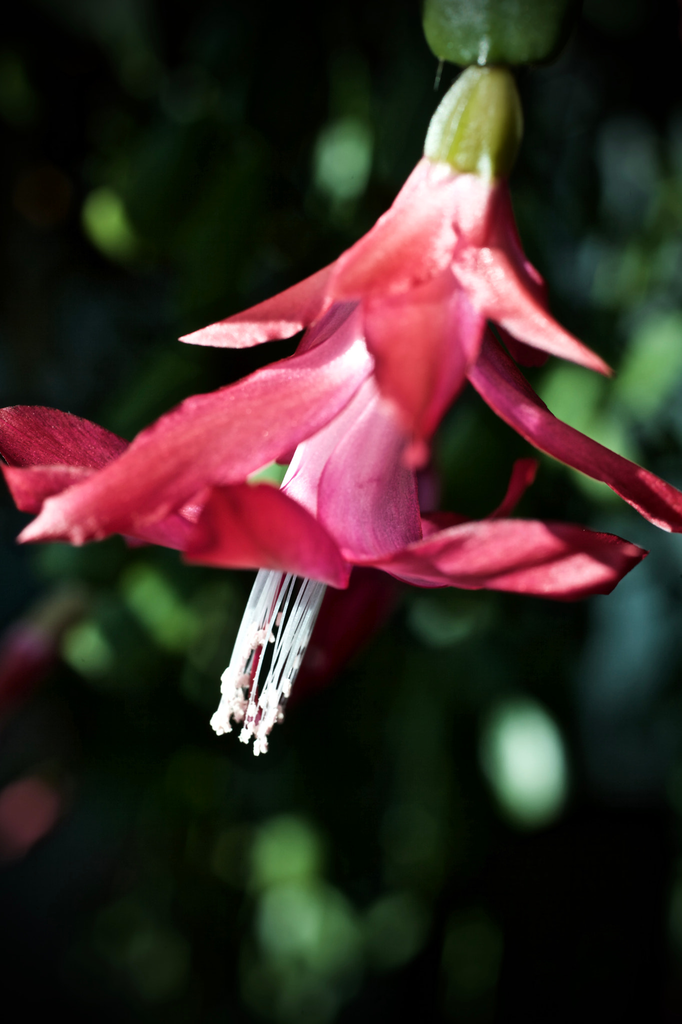 Canon EF 50mm F2.5 Macro sample photo. Christmas cactus photography