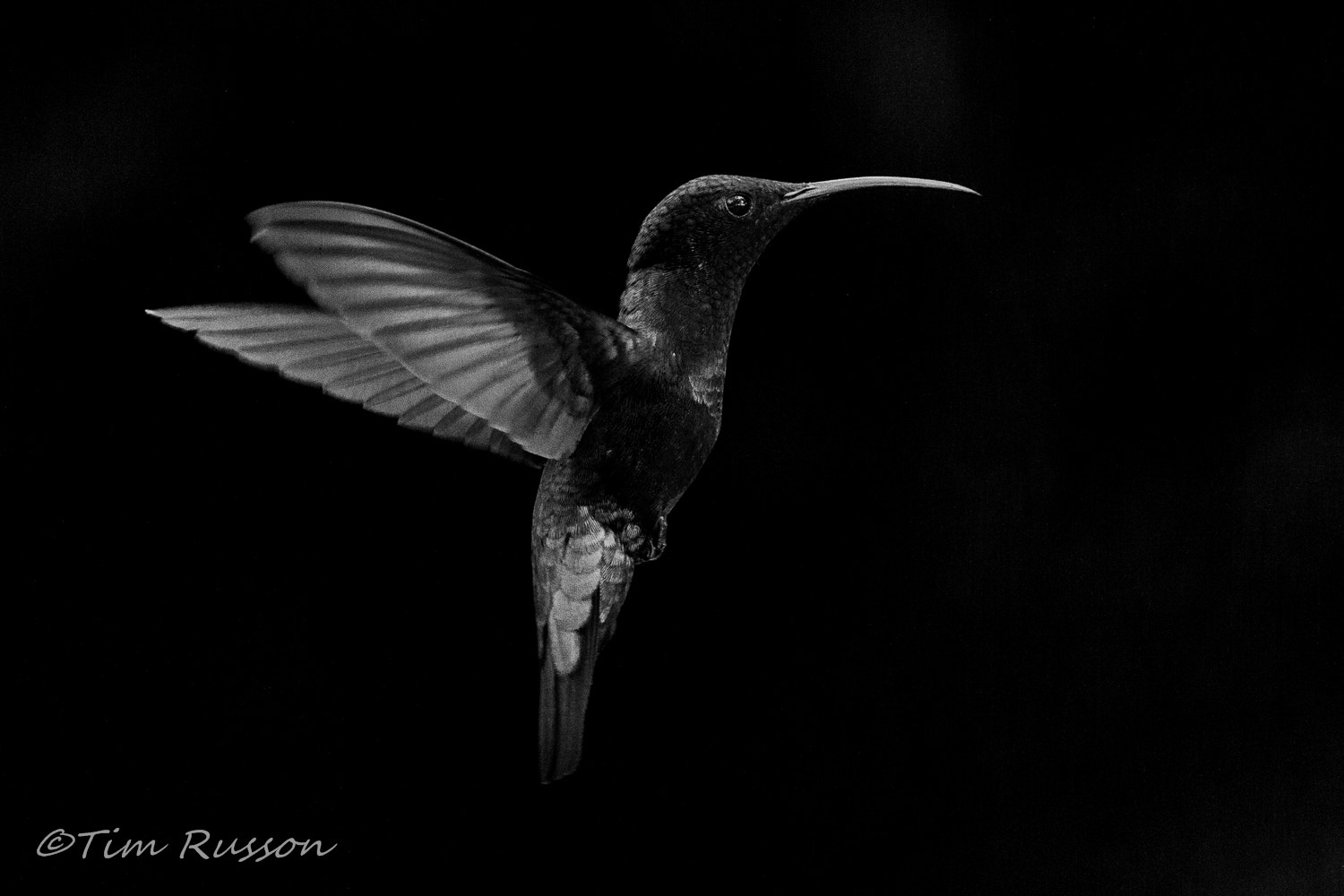 Canon EOS 7D sample photo. Green throated carib in bw photography