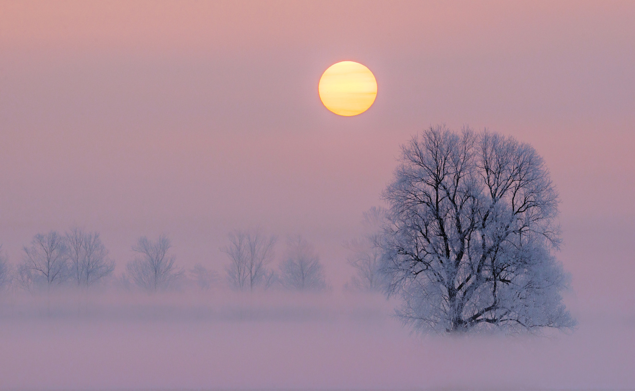 Nikon AF-S Nikkor 200-500mm F5.6E ED VR sample photo. Cold morning on ljubljansko barje photography