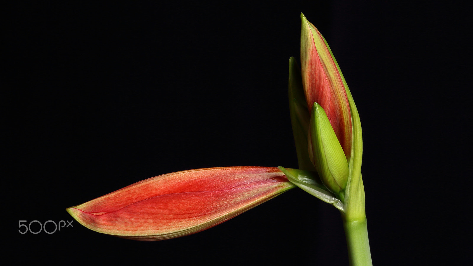Sigma 105mm F2.8 EX DG OS HSM sample photo. Amaryllis photography