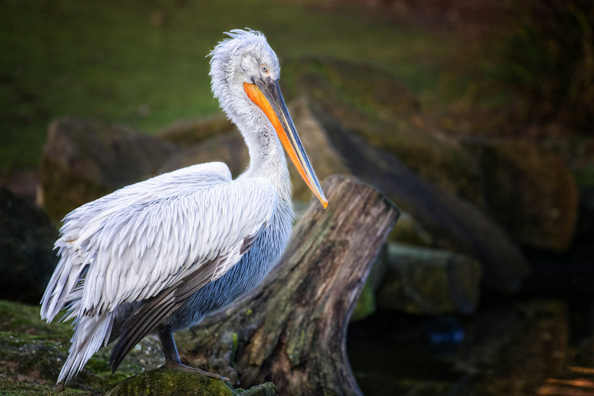 Pentax smc DA* 300mm F4.0 ED (IF) SDM sample photo. Pelican photography