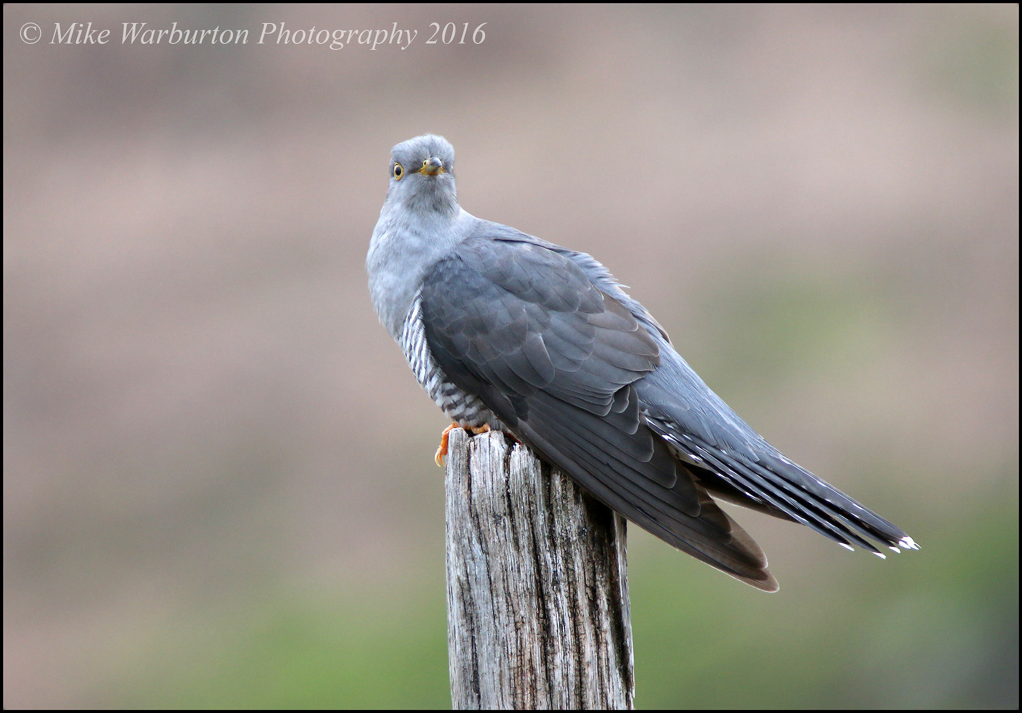 Sigma 50-500mm f/4-6.3 APO HSM EX sample photo. Cuckoo photography