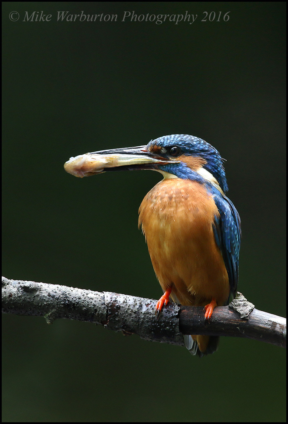 Canon EOS 70D sample photo. Kingfisher (male) photography