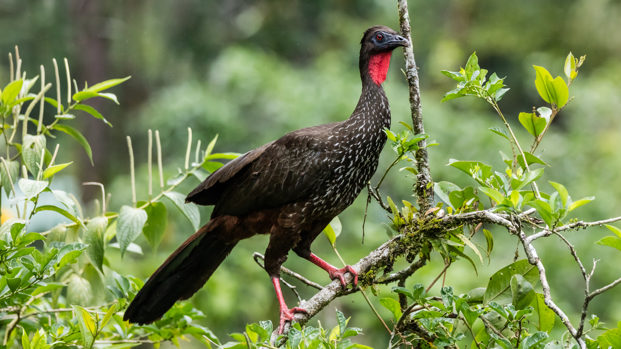 Canon EOS 5DS R + Canon EF 70-200mm F2.8L IS II USM sample photo. Crested guan photography