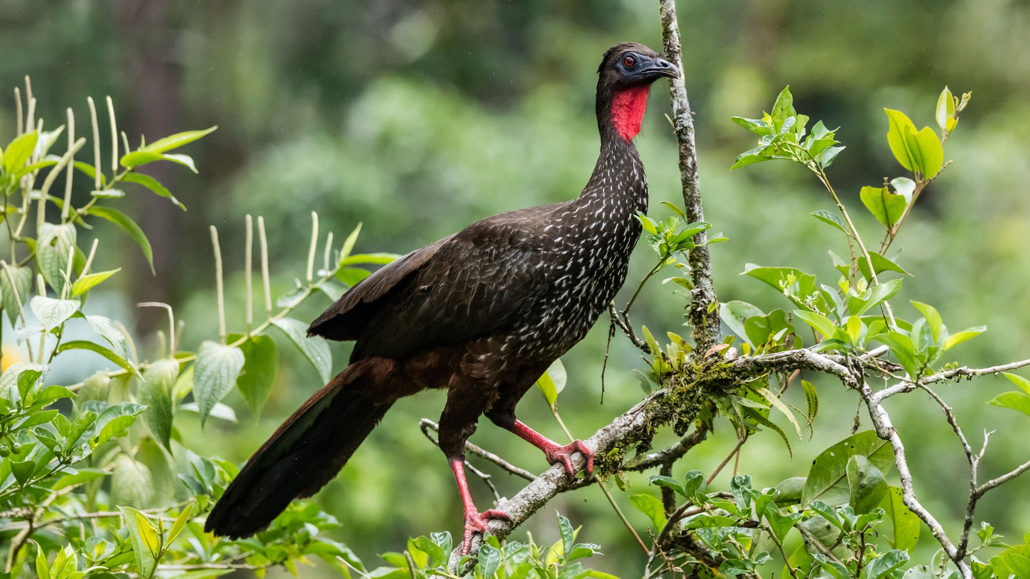 Canon EOS 5DS R sample photo. Crested guan photography