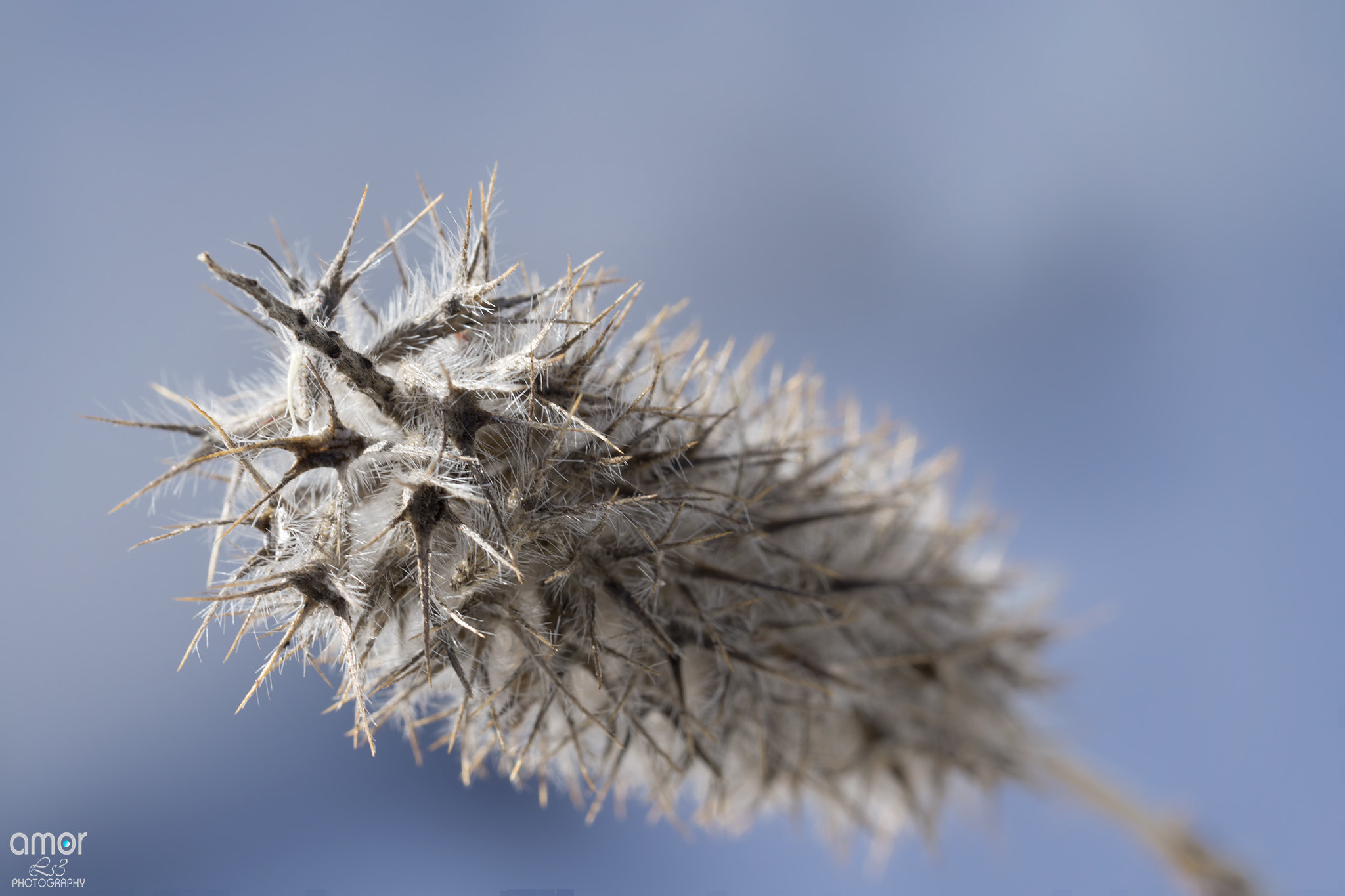 Sony a6000 + Sony FE 90mm F2.8 Macro G OSS sample photo. Color s photography