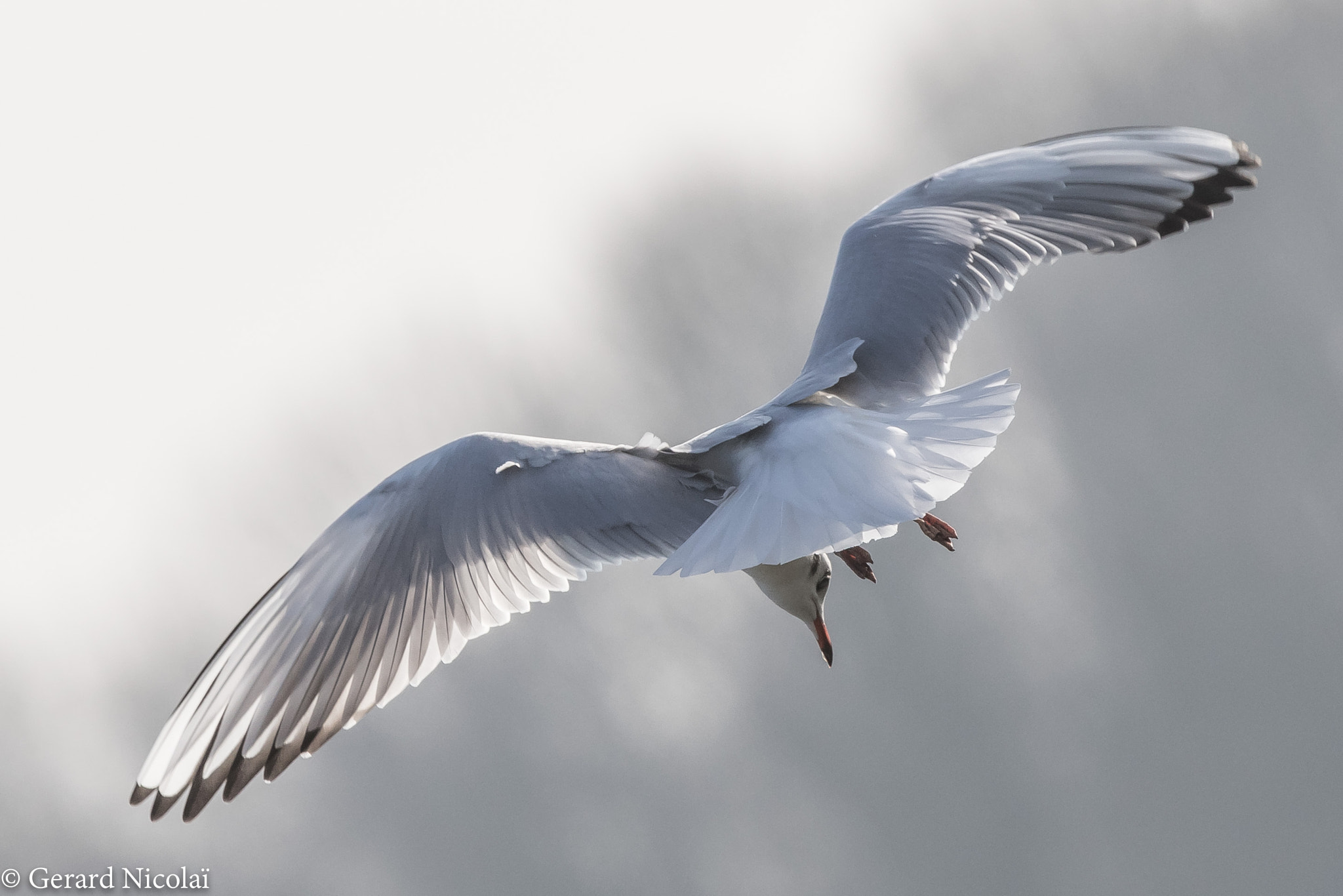 Canon EOS 7D Mark II + Canon EF 300mm F2.8L IS USM sample photo. Black-headed gull photography