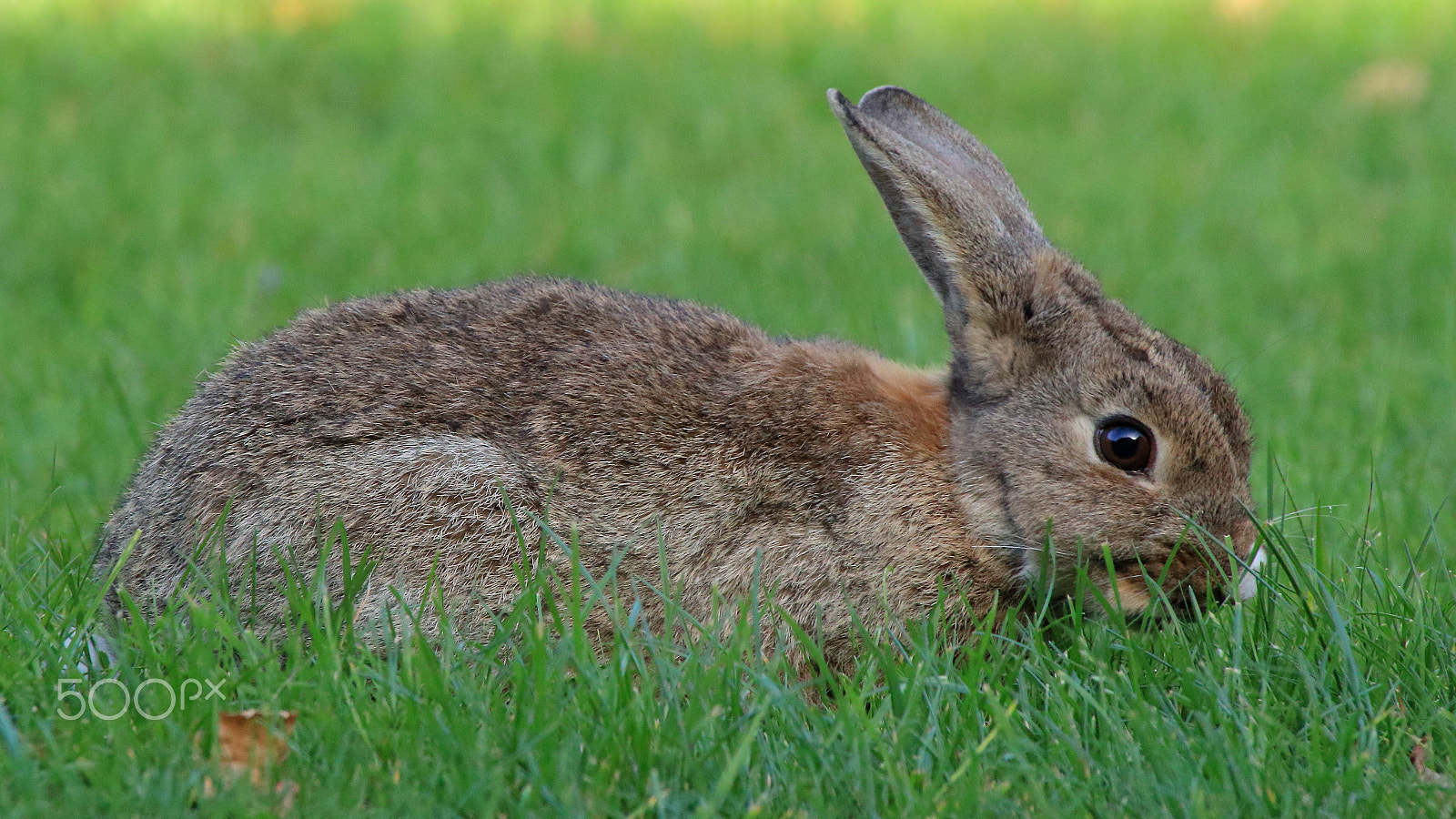 Canon EOS 60D sample photo. The eye of the bunny photography